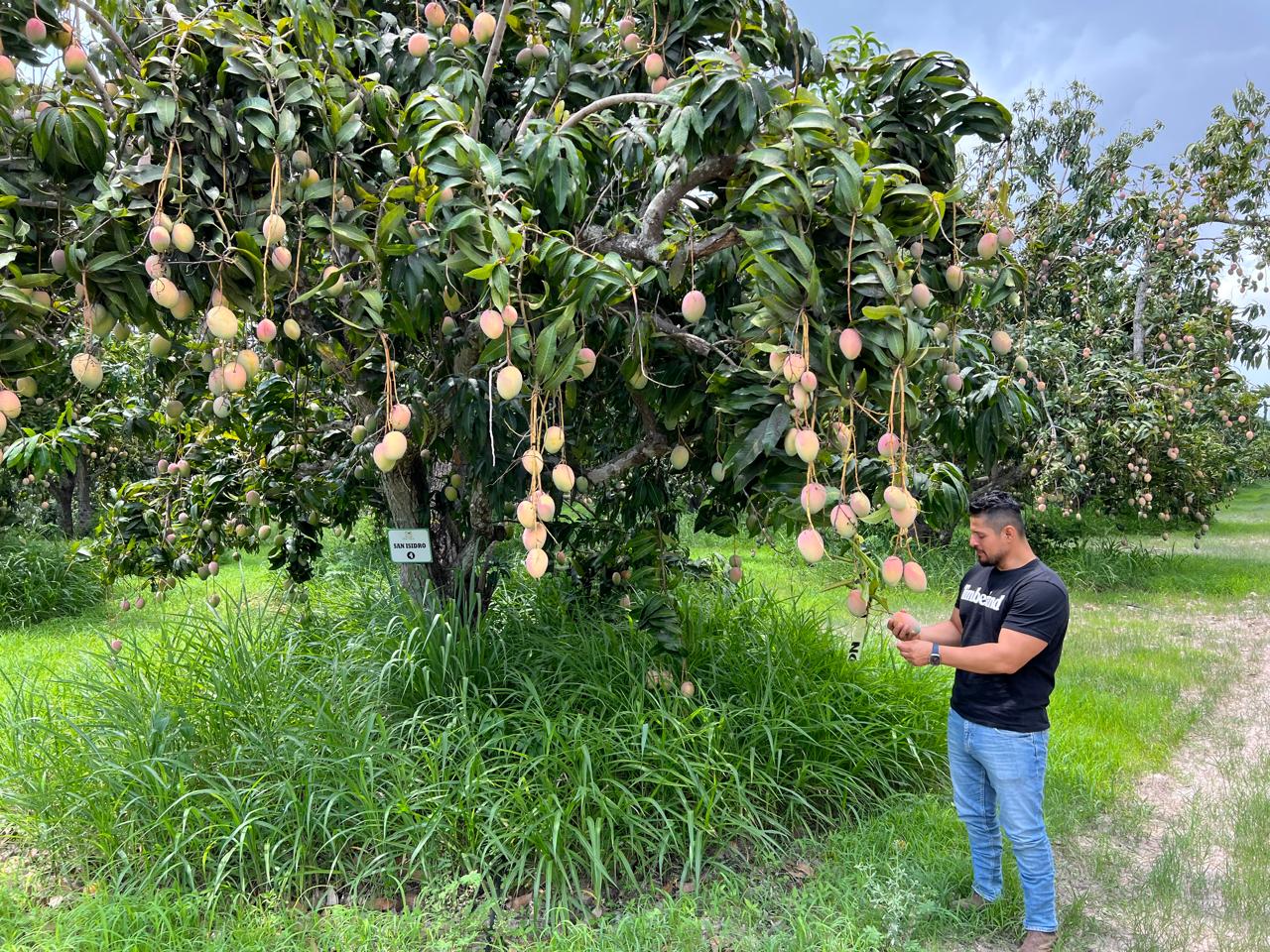 Cultivo de mango